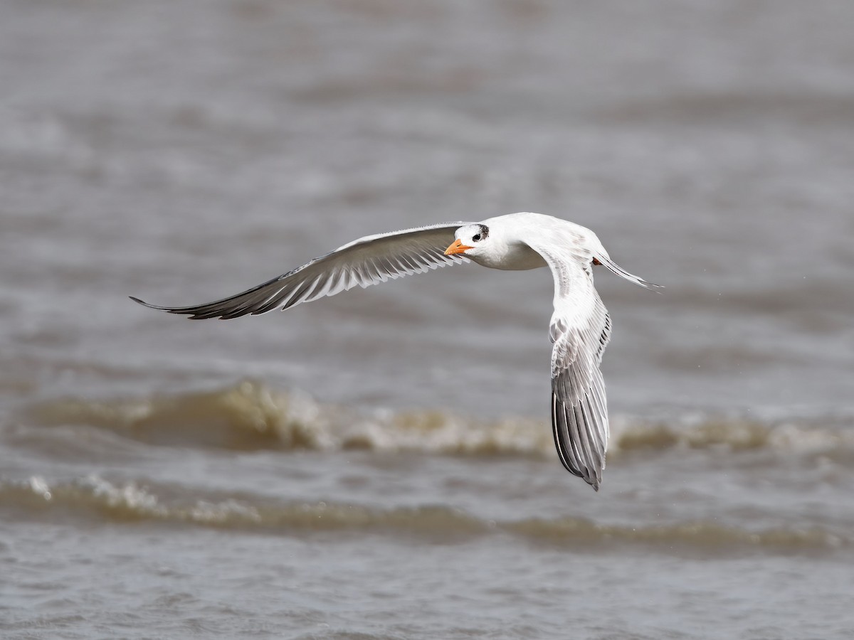 Royal Tern - ML641912964