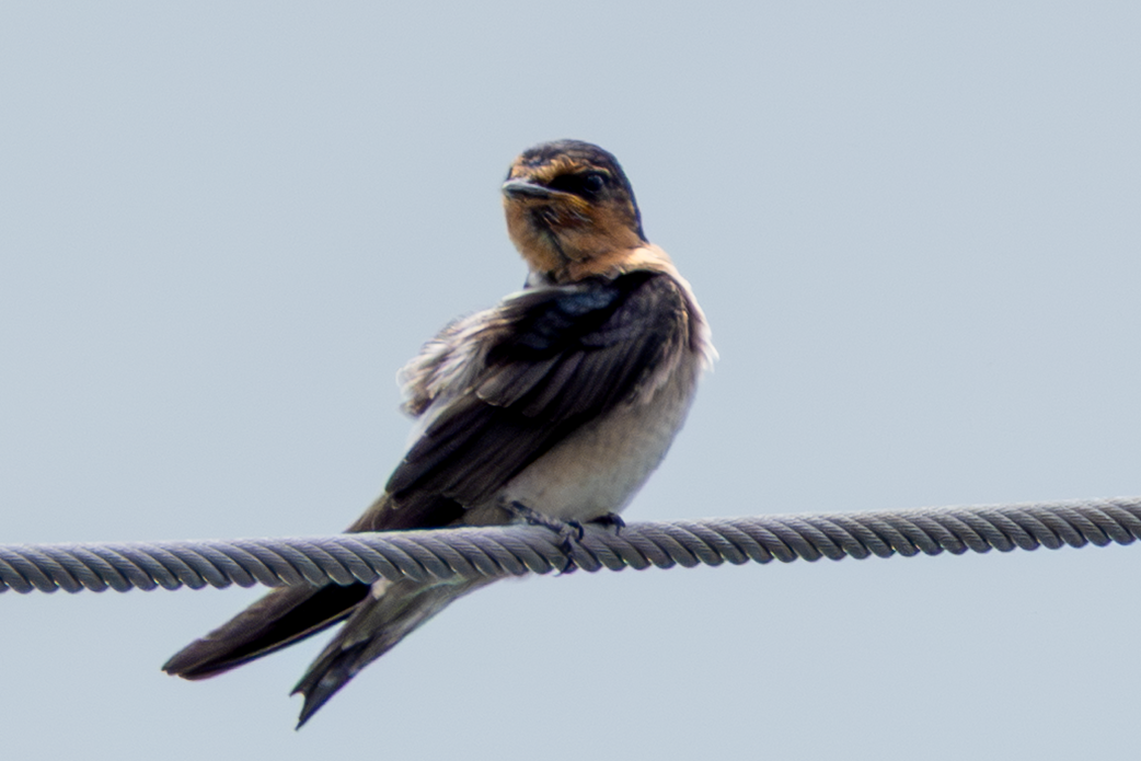 Pacific Swallow - ML641912967