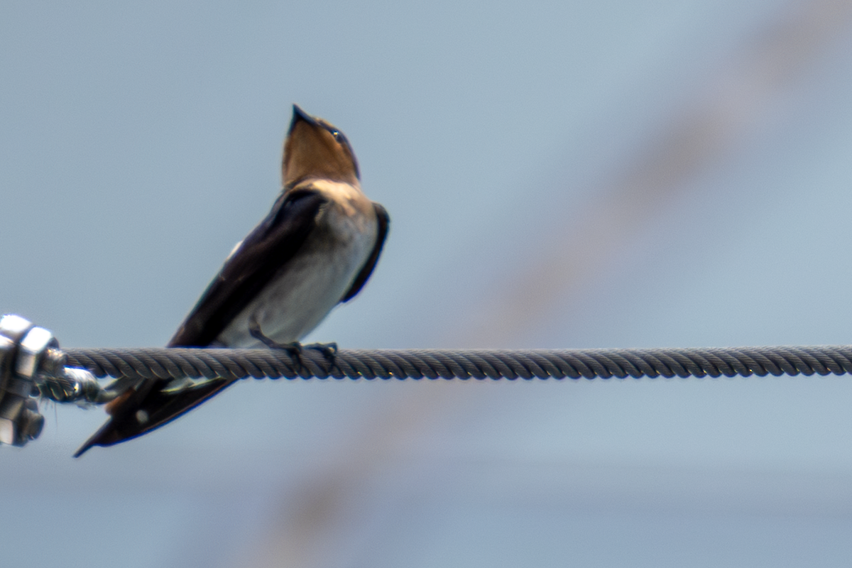 Pacific Swallow - ML641912969