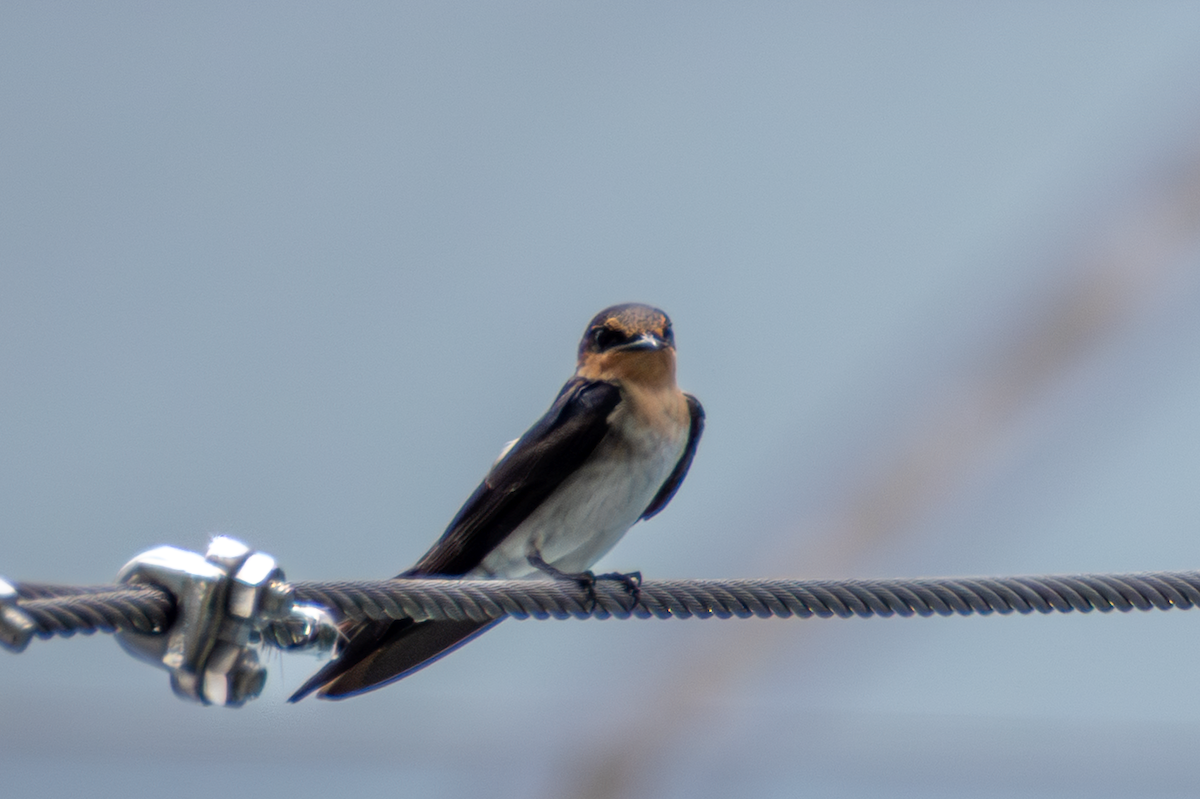 Pacific Swallow - ML641912970
