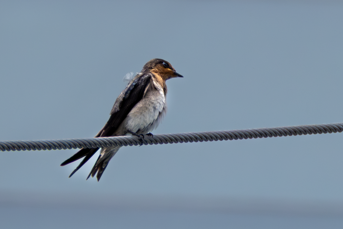 Pacific Swallow - ML641912971