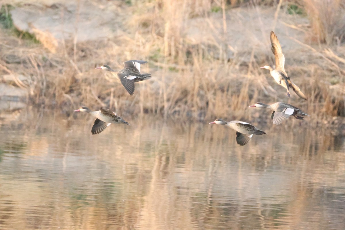 Red-billed Duck - ML641912973