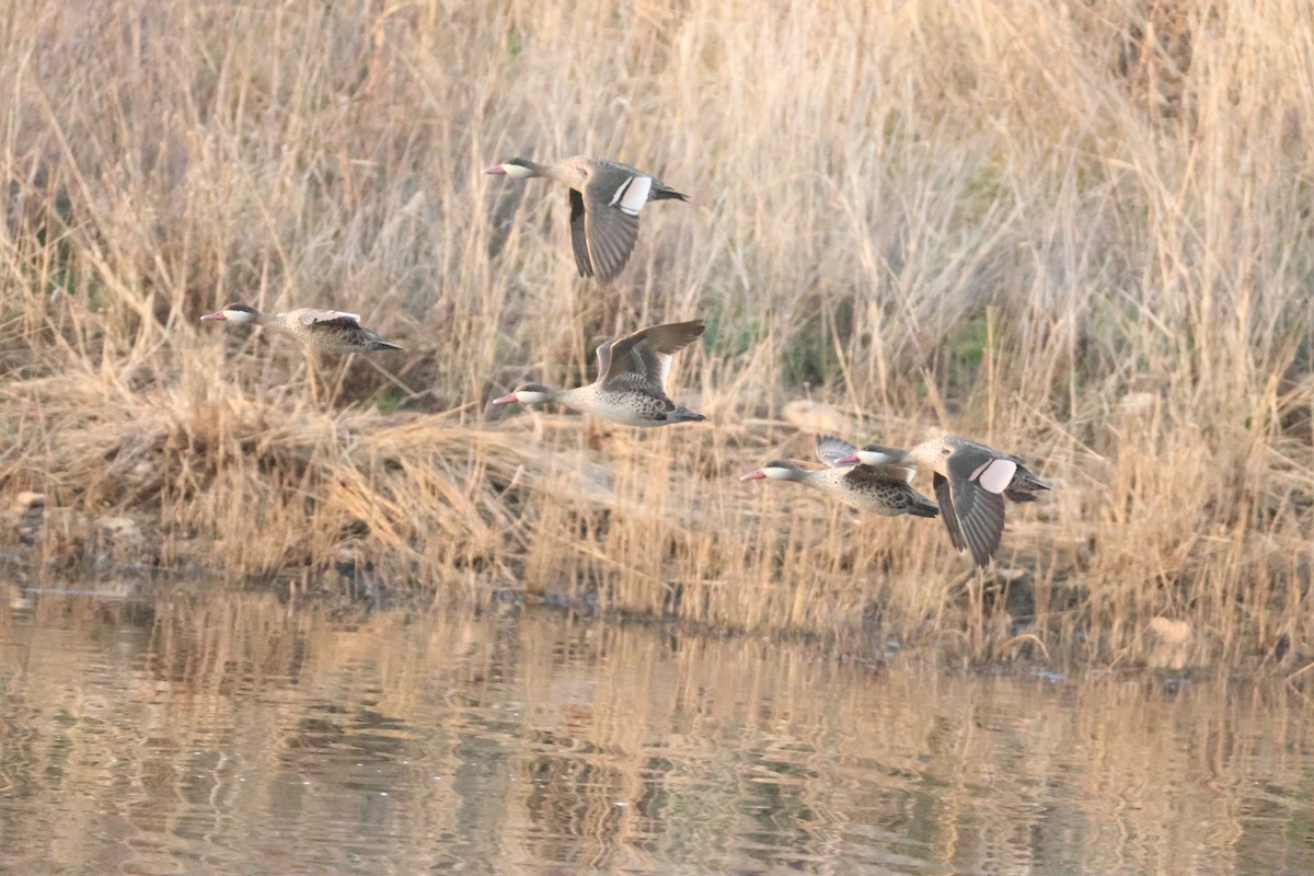 Red-billed Duck - ML641912974