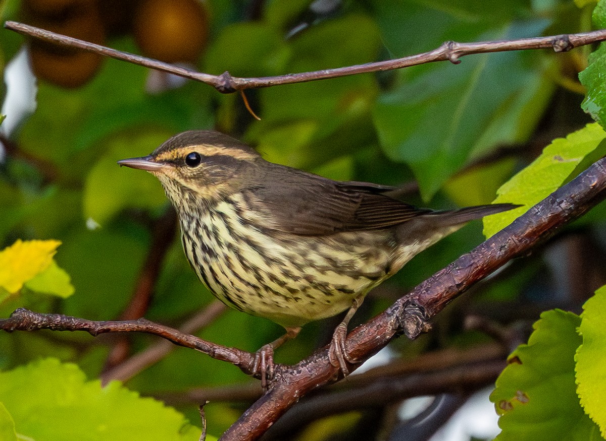 Northern Waterthrush - ML641912979