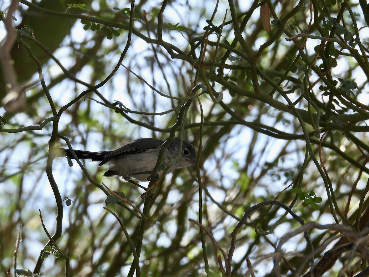 Black-tailed Gnatcatcher - ML641912982