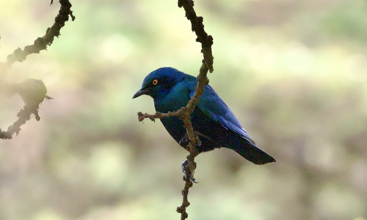 Greater Blue-eared Starling - ML641912983