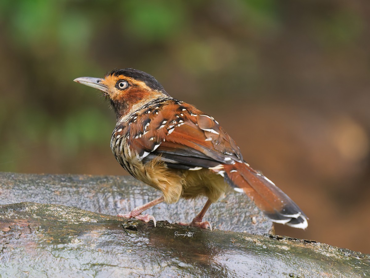 Spotted Laughingthrush - ML641912998