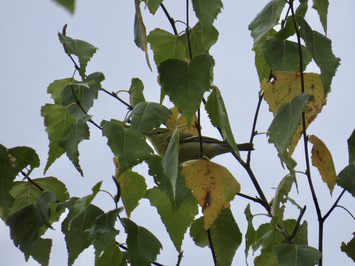 Blackpoll Warbler - ML641913006