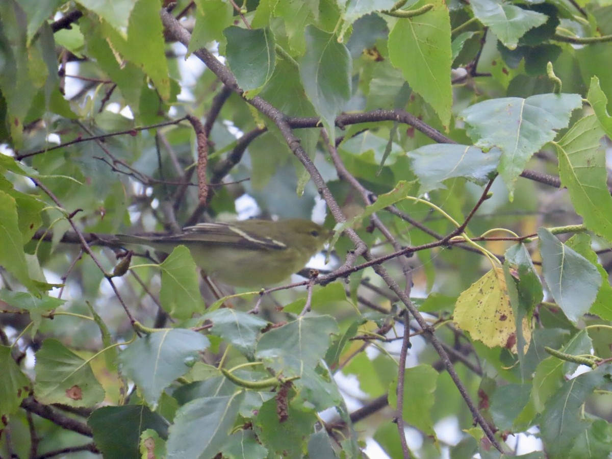 Blackpoll Warbler - ML641913007