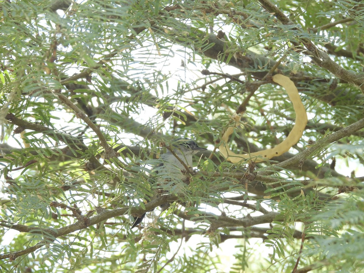 Black-tailed Gnatcatcher - ML641913009