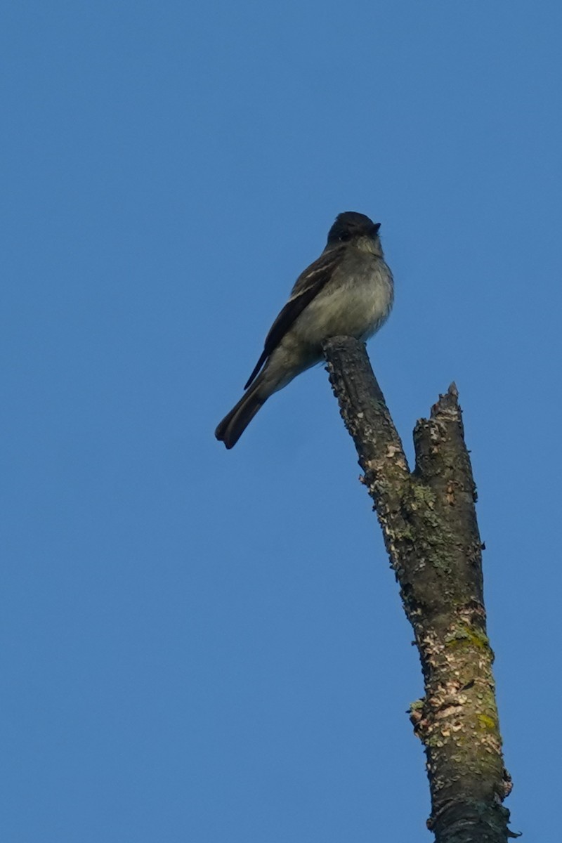 østpivi - ML641913010