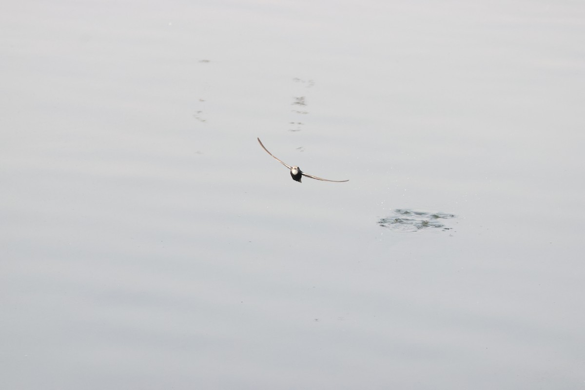 Little Swift - ML641913011