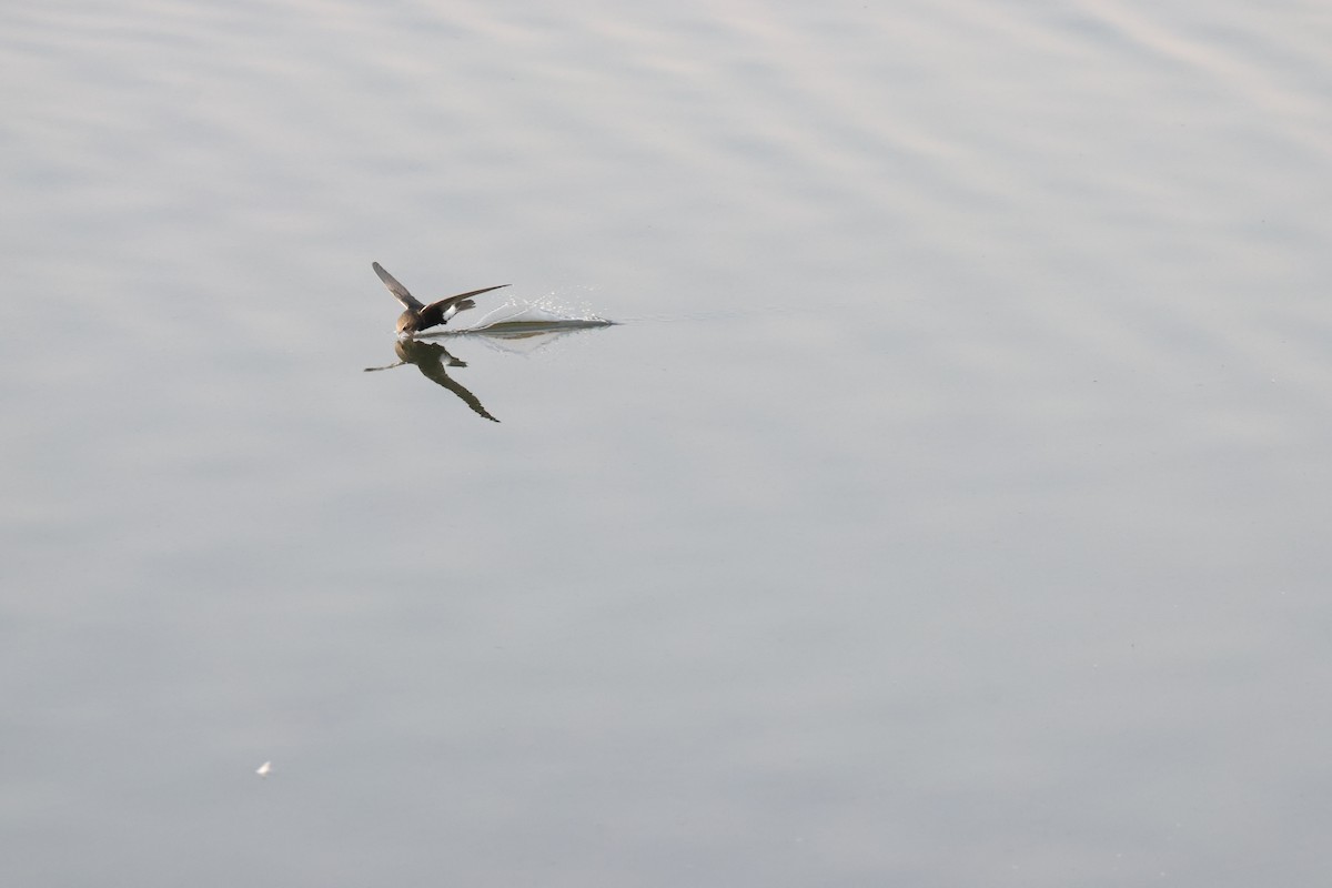 Little Swift - ML641913013
