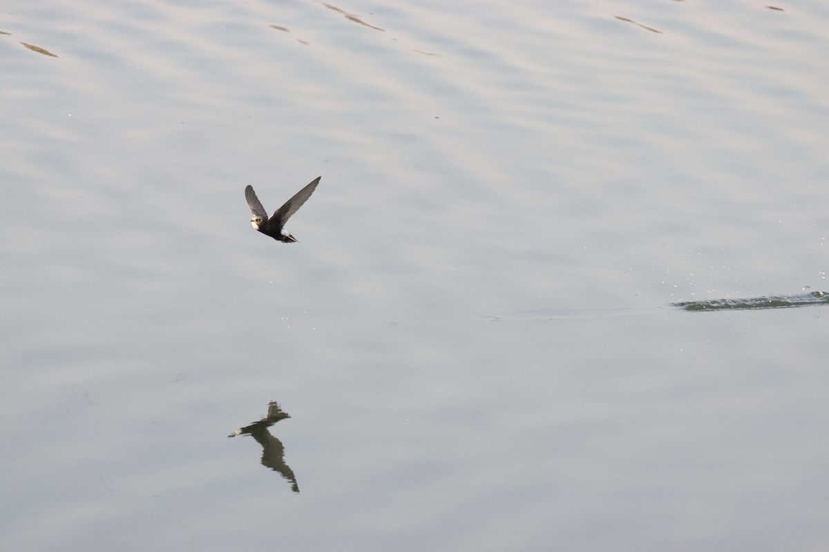 Little Swift - ML641913015