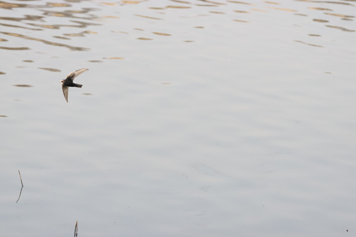 Little Swift - ML641913016