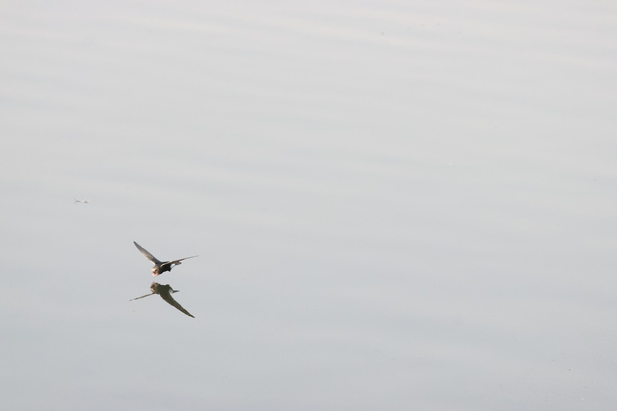 Little Swift - ML641913017