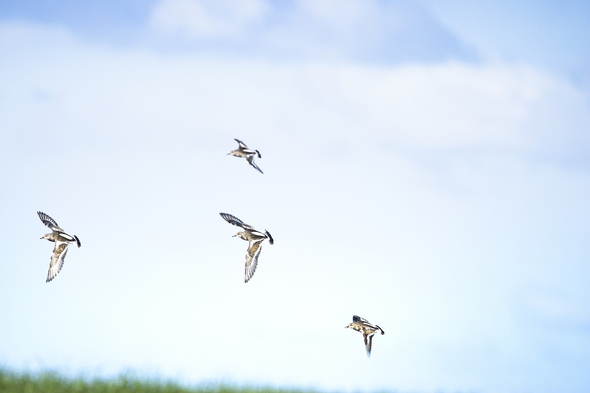 Ruddy Turnstone - ML641913019