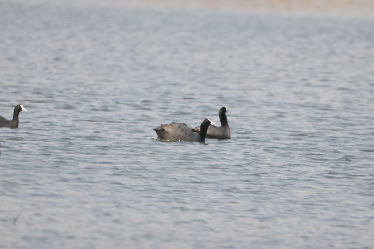 Red-knobbed Coot - ML641913020