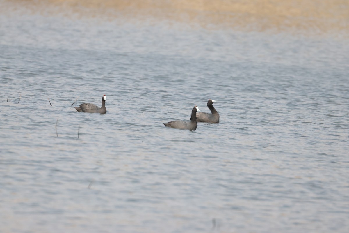 Red-knobbed Coot - ML641913021