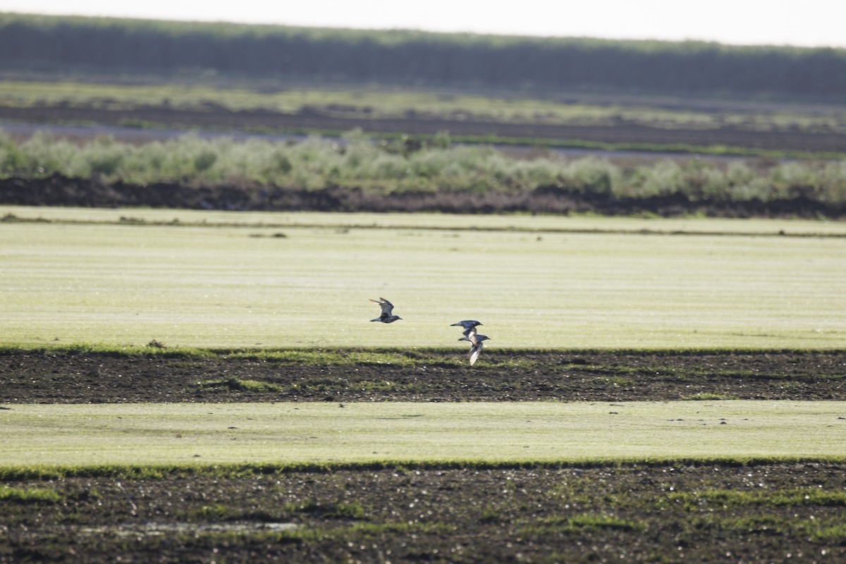 Black-bellied Plover - ML641913028