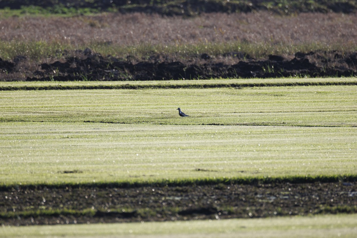 Black-bellied Plover - ML641913029