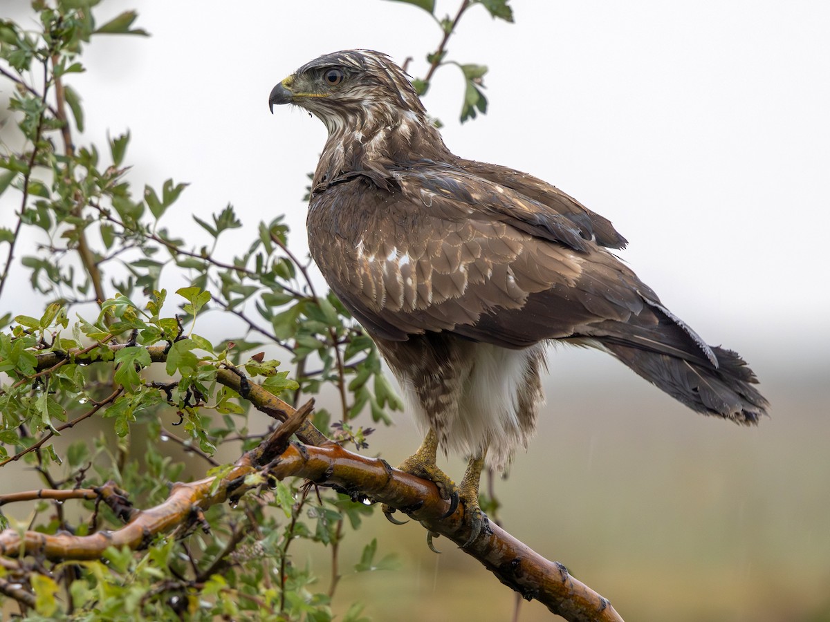 Buse variable (buteo) - ML641913030