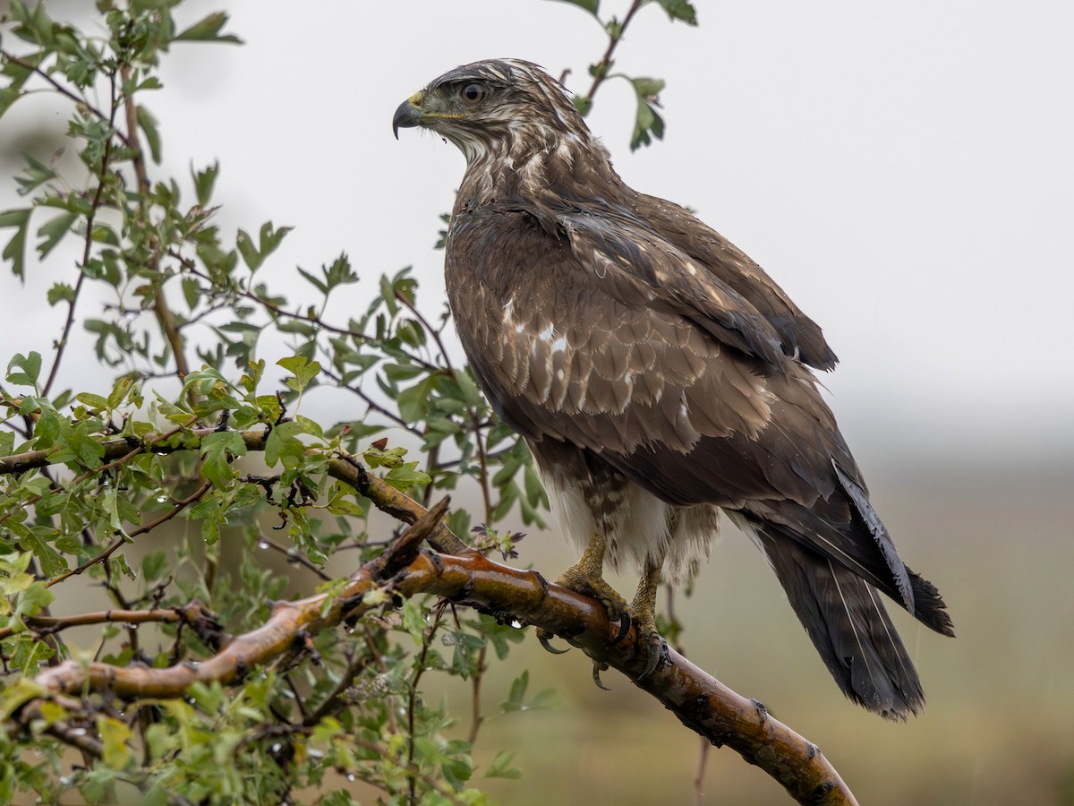 Buse variable (buteo) - ML641913031