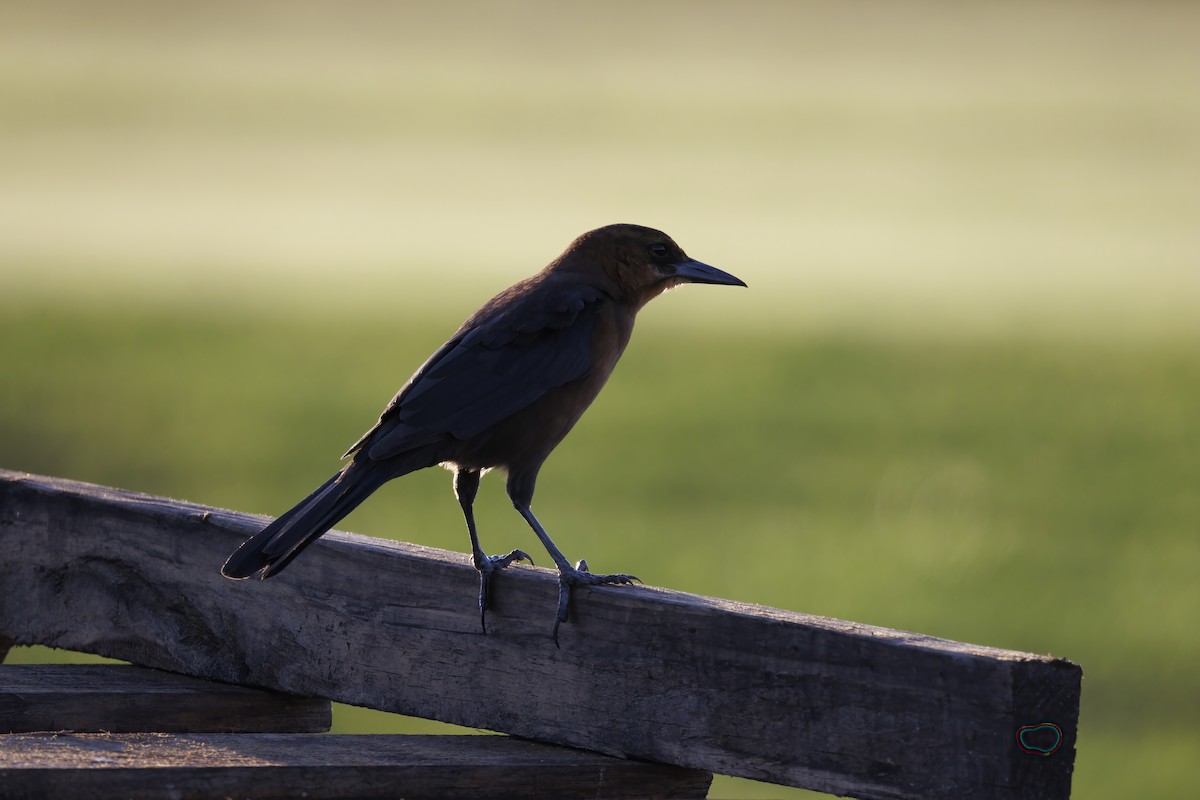 Boat-tailed Grackle - ML641913041
