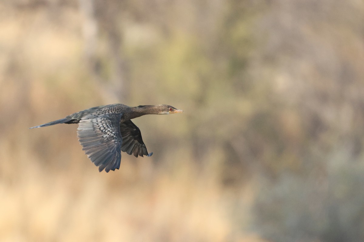 Reed Cormorant - ML641913042
