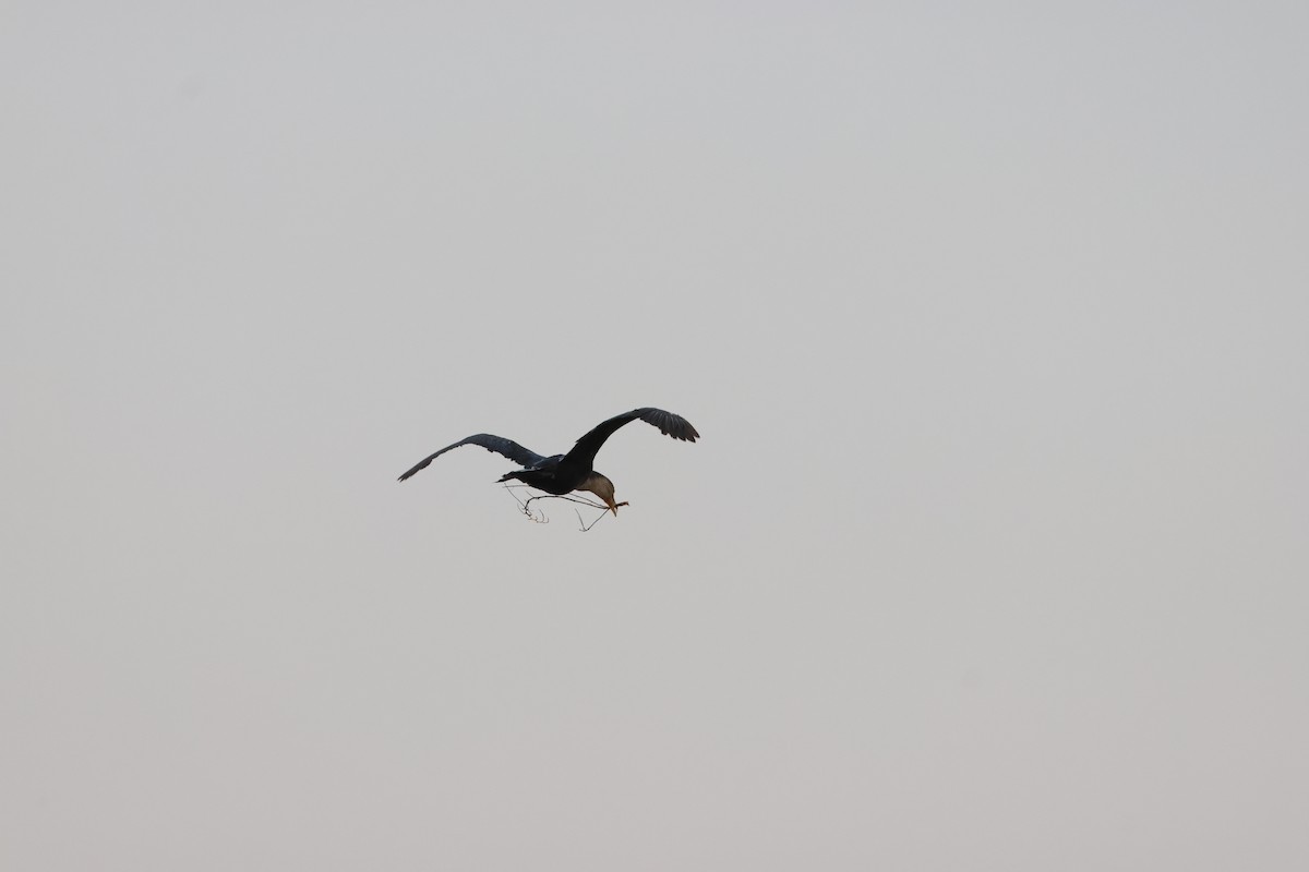 Reed Cormorant - ML641913043