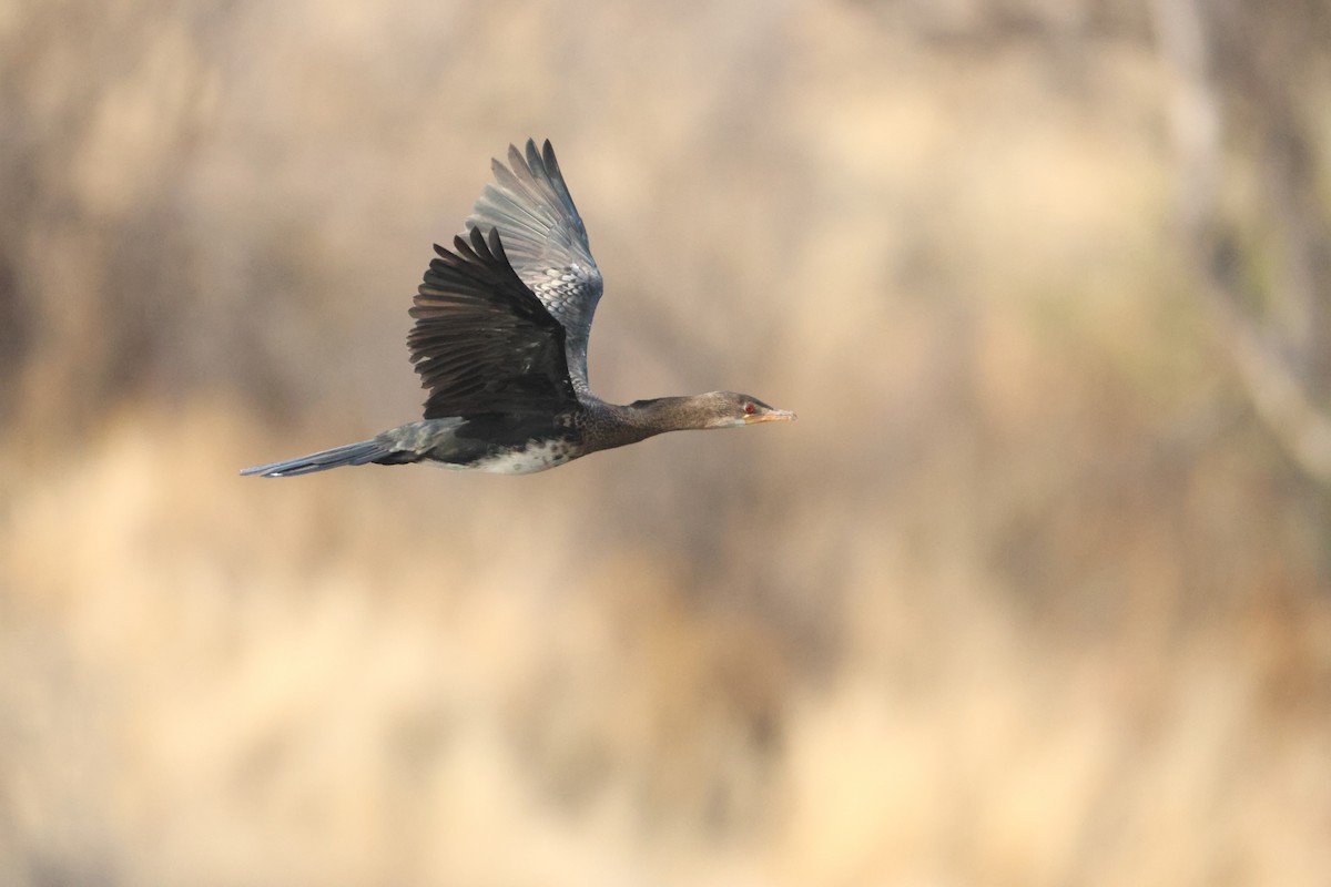 Reed Cormorant - ML641913044