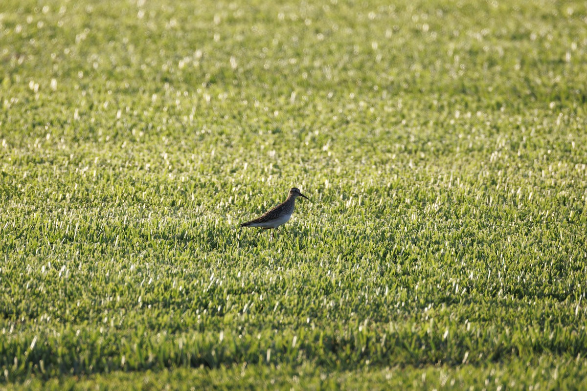 Pectoral Sandpiper - ML641913045