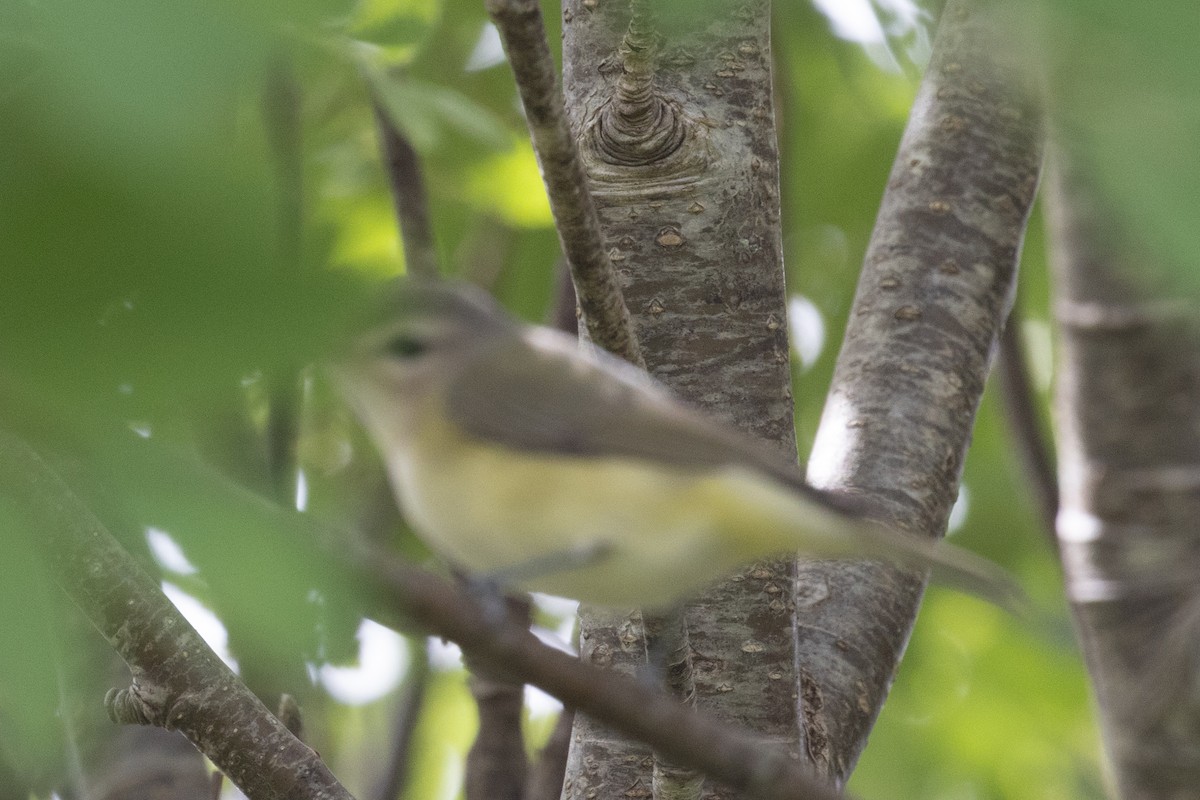 Sängervireo - ML641913089