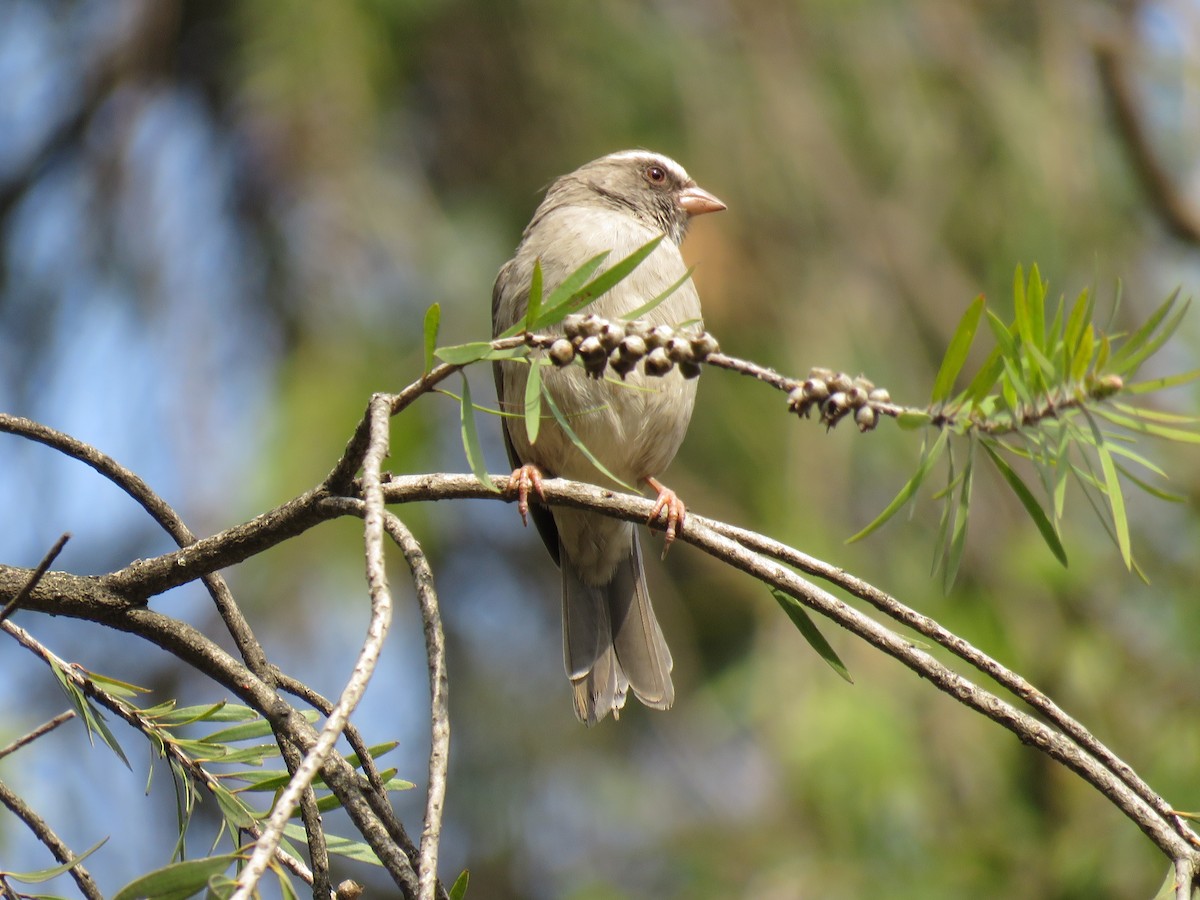 Brown-rumped Seedeater - ML641913090