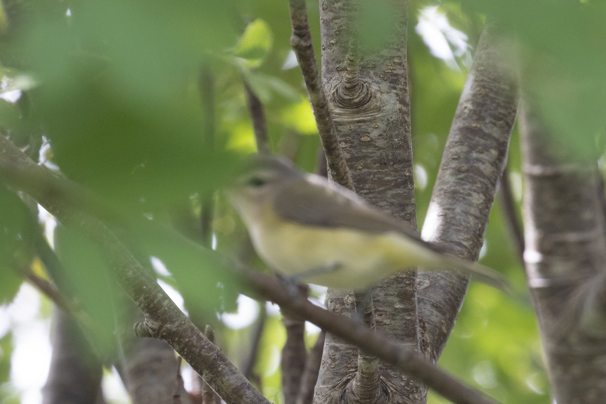 Sängervireo - ML641913091