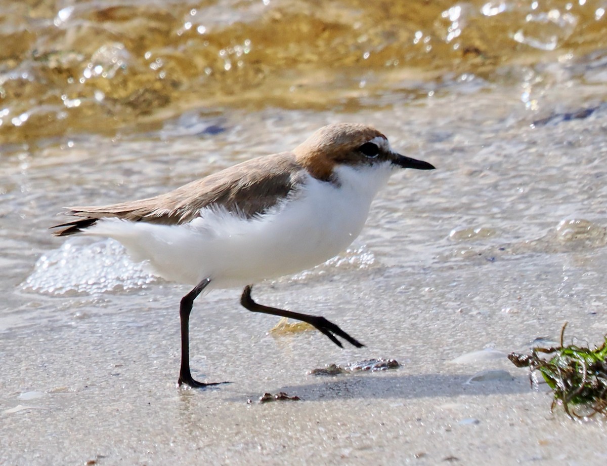 Red-capped Plover - ML641913095