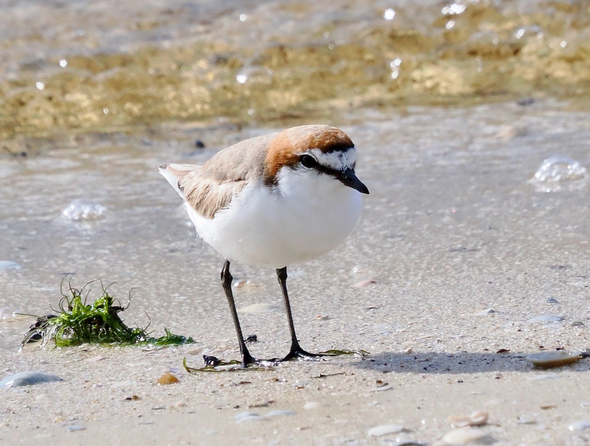 Red-capped Plover - ML641913097