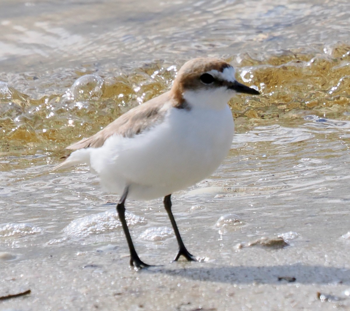 Red-capped Plover - ML641913098