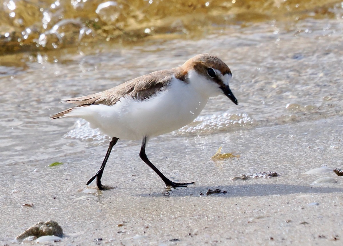 Red-capped Plover - ML641913099