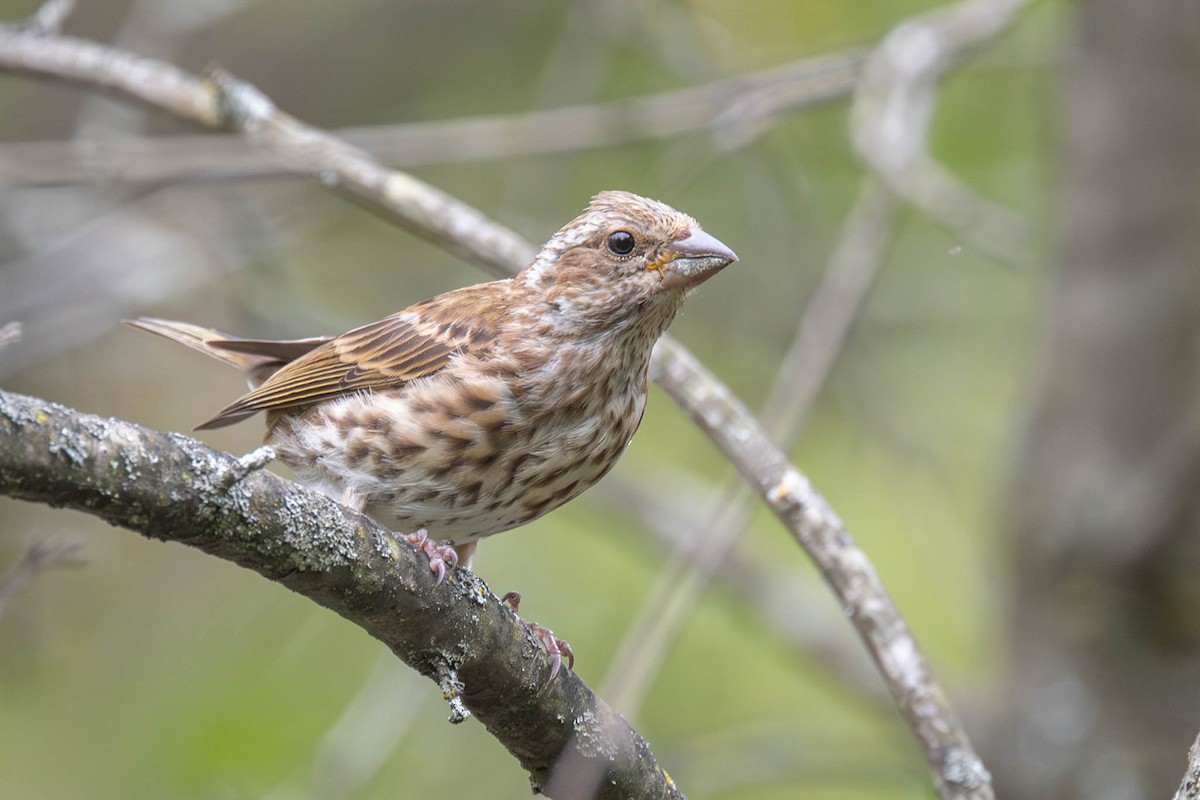Purple Finch - ML641913100