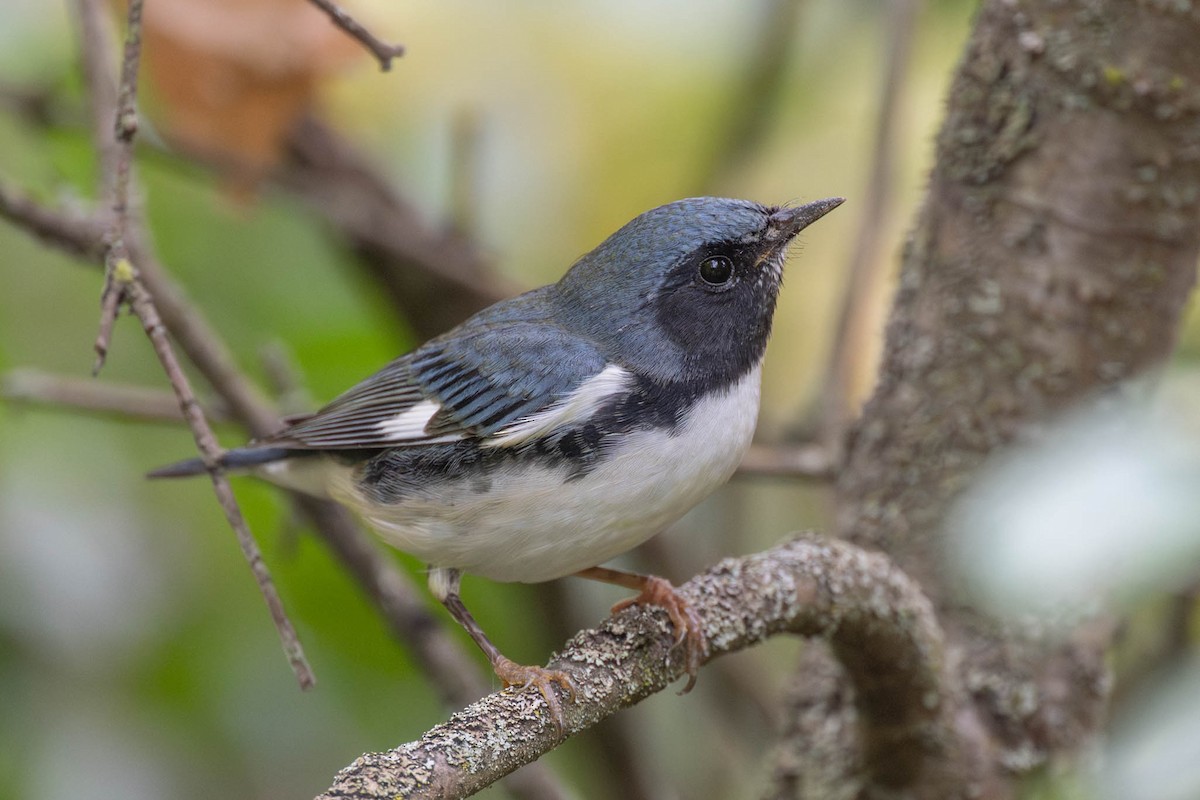 Black-throated Blue Warbler - ML641913103