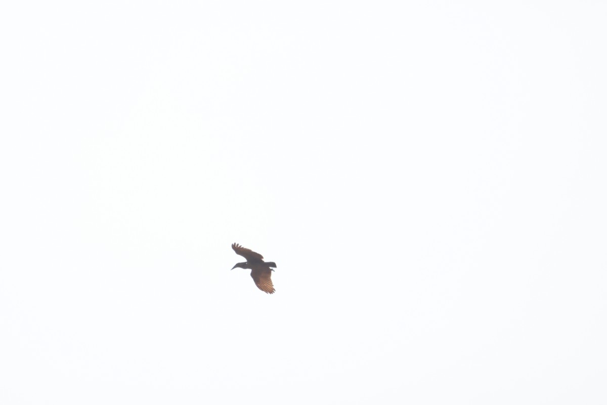 Hamerkop - ML641913116