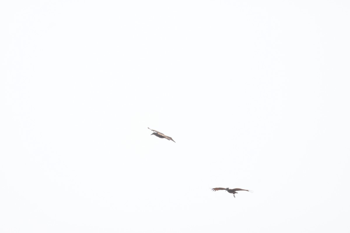 Hamerkop - ML641913117