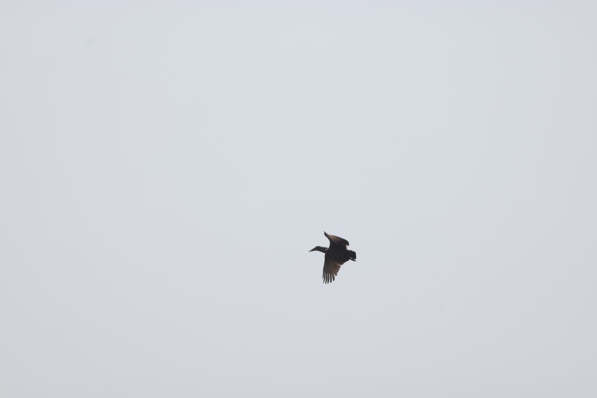 Hamerkop - ML641913118