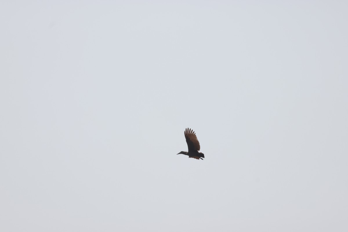 Hamerkop - ML641913119