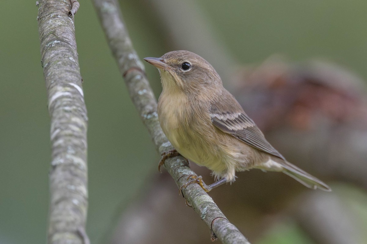 Pine Warbler - ML641913120