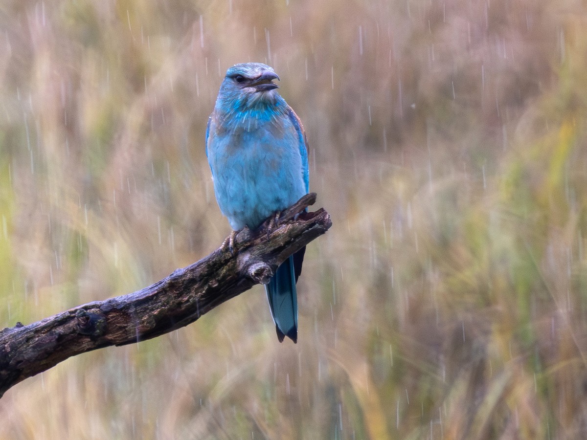 European Roller - ML641913126