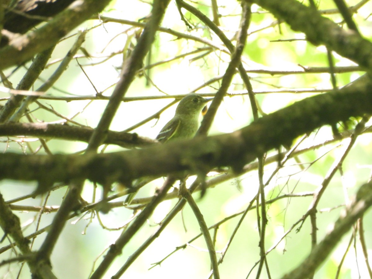 Northern Tropical Pewee - ML641913128