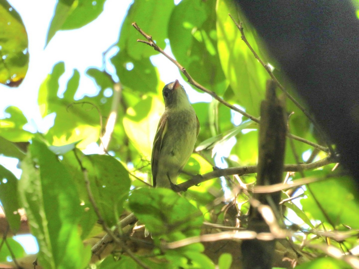 Northern Tropical Pewee - ML641913130