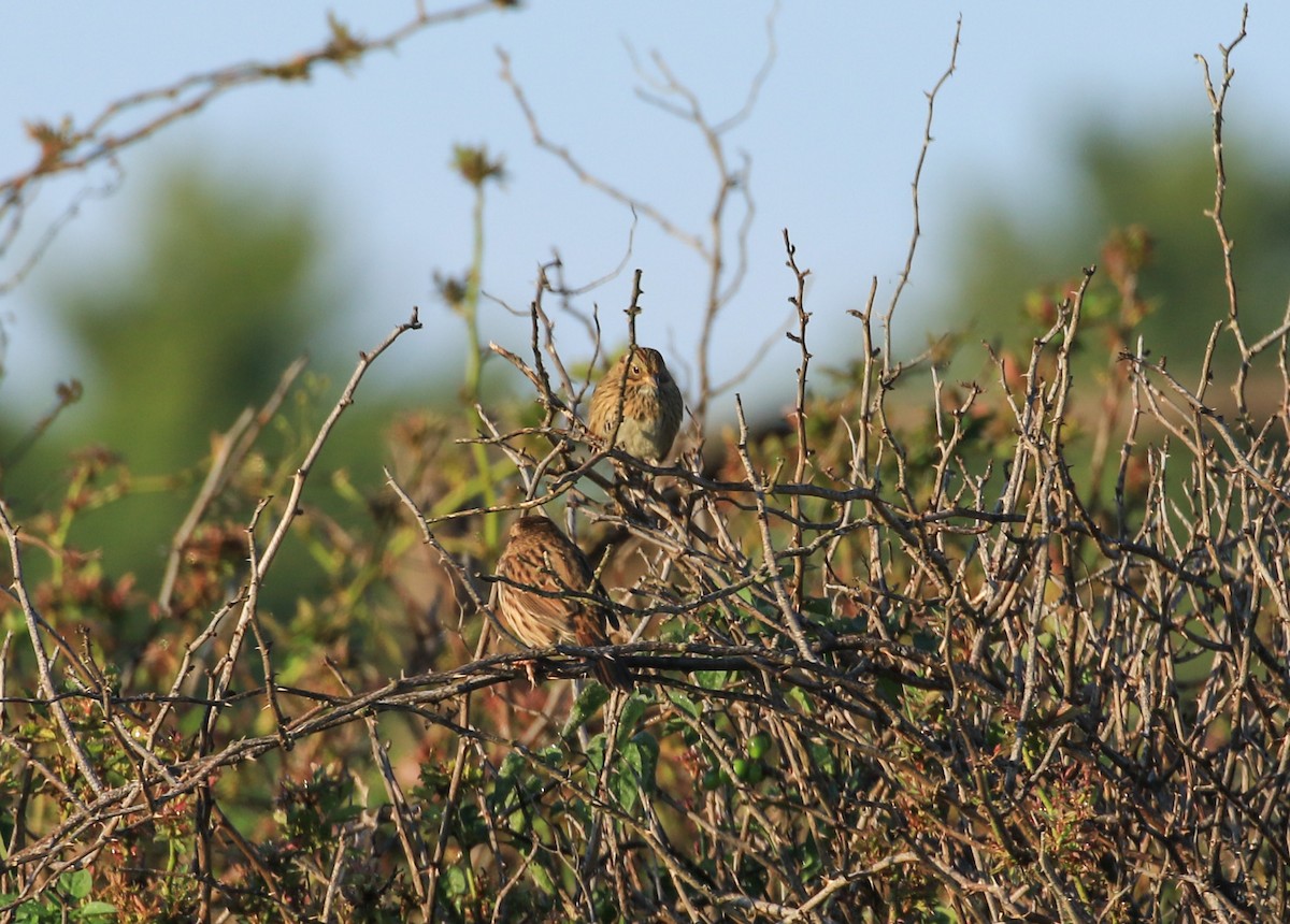 Lincoln's Sparrow - ML641913132